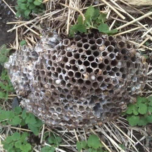 スズメバチの駆除と巣の撤去